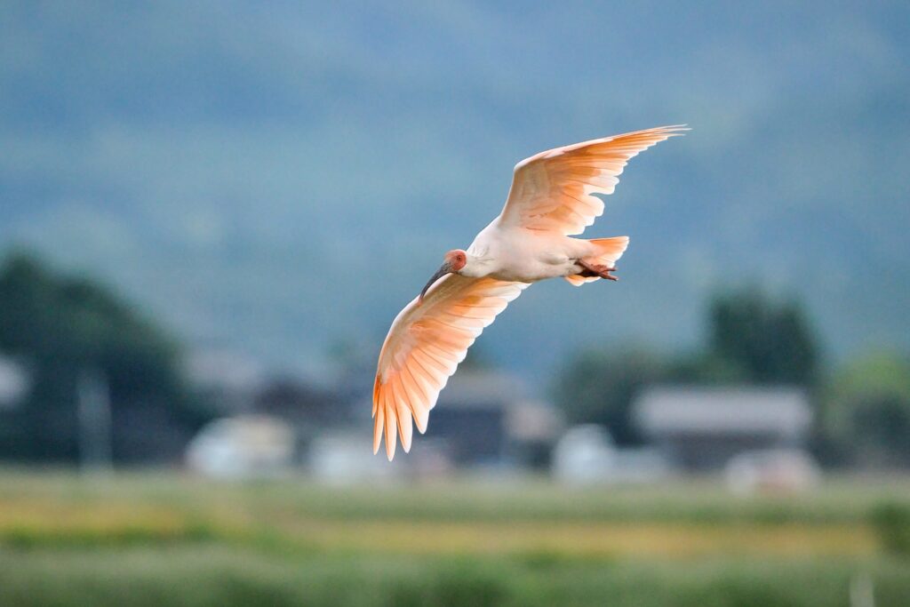 新潟県の障害者雇用の事例を紹介する記事のトップ画像で、新潟県を象徴する朱鷺の写真です。