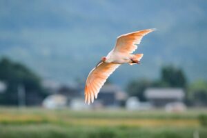 新潟県の障害者雇用の事例を紹介する記事のトップ画像で、新潟県を象徴する朱鷺の写真です。